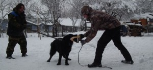 ianuarie 2011